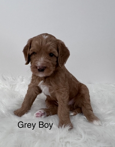 Gray boy